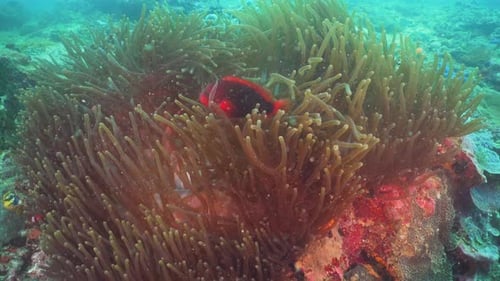 Clownfish Anemonefish in Actinia.