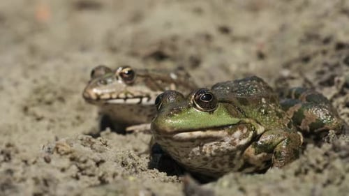 Zwei Frösche sitzen nebeneinander auf dem Sand in der Nähe des Flussufers. Portrait von Toad