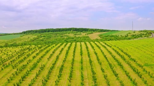 Aerial View Land Planted with Fruit Trees