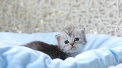 Close Up Of Scottish Kitten Playing On Bed
