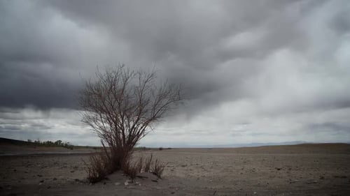 Mysterious Landscape with Storm and Tree Zoom In Time Lapse