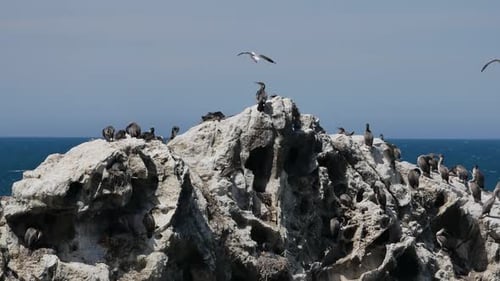 Colônia de pássaro felpudo em Kaikoura, Ilha Sul, Nova Zelândia