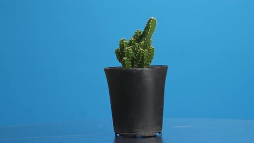 Fairy Castle Cactus Plant Revolving Around Itself On The Blue Screen Background