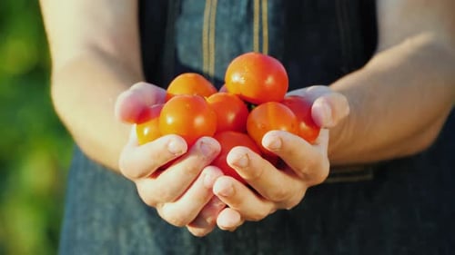 A Farmer Holds a Handful of Ripe Red Tomatoes