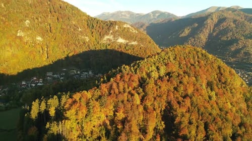 Autumn Forest