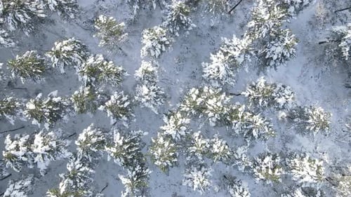 Snowy Trees Forest Winter Drone