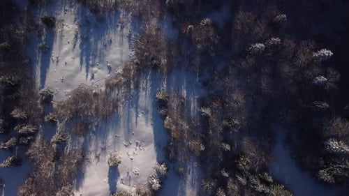 High Aerial View Winter Forest