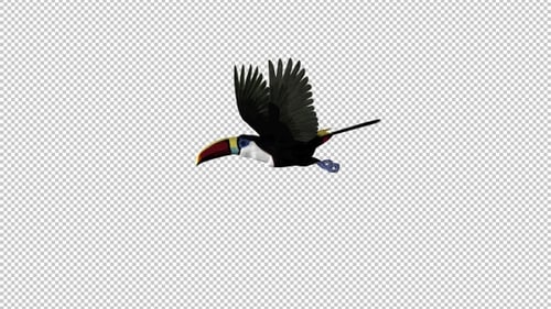 Toucan - I - White Throated - Flying Loop - Screen Circle