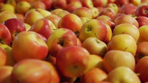 Primer plano de manzanas maduras