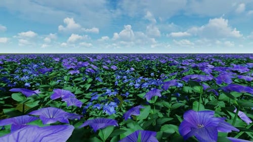 Animated Field of Purple Flowers and Blue Sky