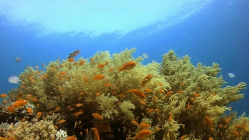 Vibrant Coral Reef with Orange Fish Swimming