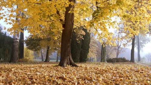 Wonderful Misty Park in Autumn with Sun Rays Falling on a Golden Foliage