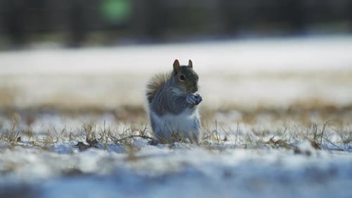 Squirrel searching for food in snow