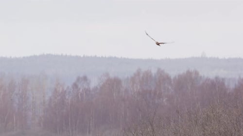 Western marsh harrier hawk on the hunt flying, Sweden, wide shot