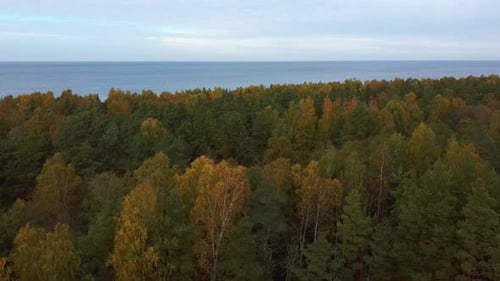Coastal Defence Batteries at Olmani, Latvia. Military Heritage. Aerial Dron Shot.