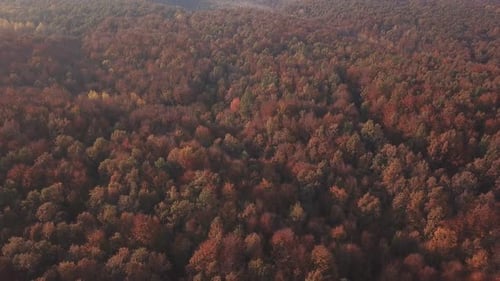Autumn Forest Aerial View