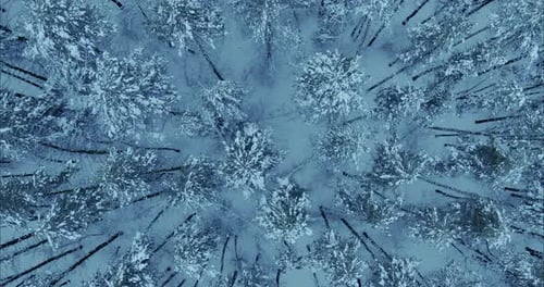 Top View Tall Pines and Firs Covered with Snow on a Frosty Winter Day Beautiful Forest