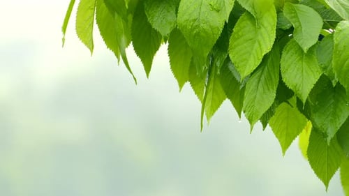 Raining On Plant Leaves