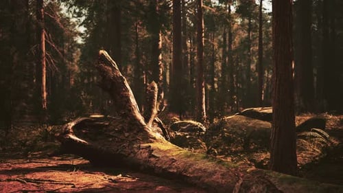 Famosos árboles de secuoyas grandes están en pie en el Parque Nacional de las Secuoyas