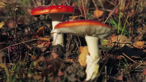 Two Fly Agaric Mushrooms Growing in the Forest