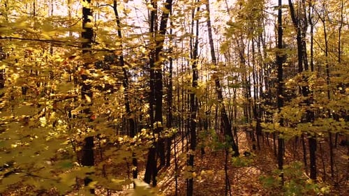 Colorful Autumn Forest Wood