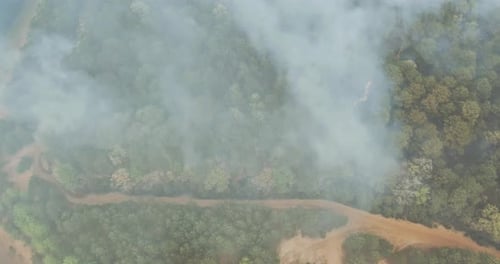 A Forest Fire Smoke Coming Out of a Forest Full of Different Kinds of Green Plants