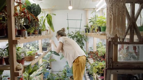 Fleuriste pulvérisant des plantes en pots sur des étagères en bois