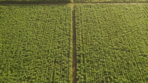 Zuckerrohrplantage. Luftaufnahme eines landwirtschaftlichen Feldes von oben. Bauernhof. Blick vom Himmel. 4K.
