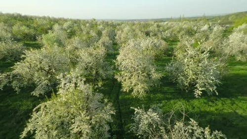 Aerial View Of Blooming Cherry Garden 2