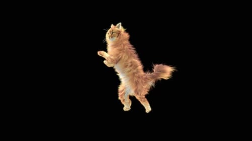 Funny Orange Cat Dancing on Black Background Animation