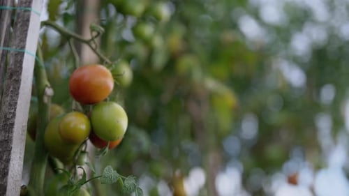 Reifende Tomaten im Dorfgarten. Pflanzen sind an Holzlatten gebunden.