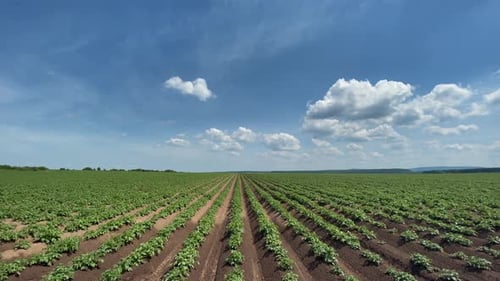 Green Field of Flowering Potatoes