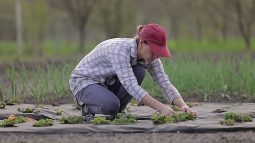 Woman tending strawberry plants in a rural field