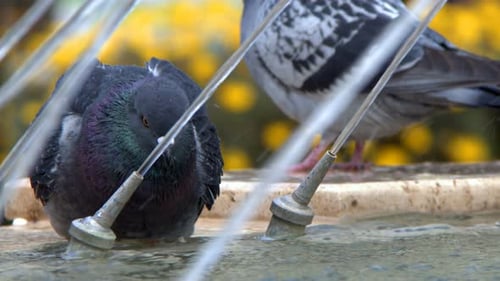 Animal Bird Pigeon Doves Near Fountain 9