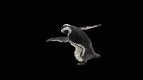 Pinguin tanzend HD