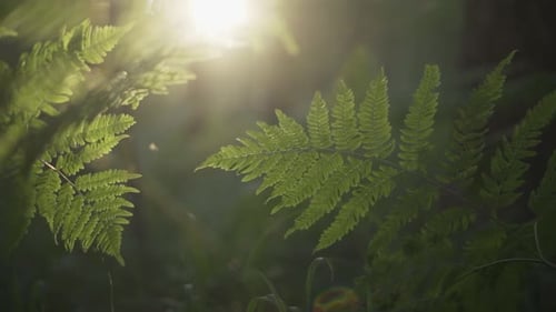 Greenery and Rays of the Warm Sun