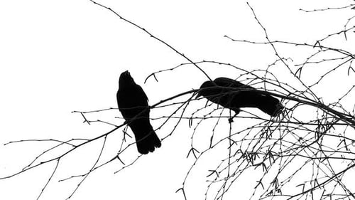 Two Black Birds On Tree