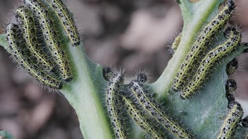 Lot of Caterpillars on Cabbage
