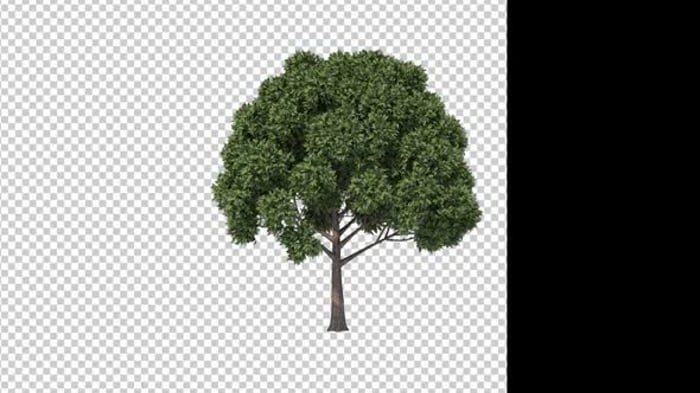 Realistic Growing Tree Nature Animation, Backgrounds Motion Graphics ft ...