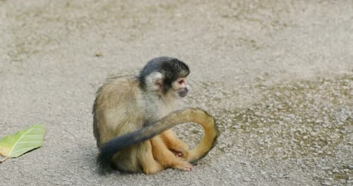 Squirrel Monkeys