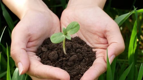 Farmer hand holding a green seed sprout with soil for planting in the ground. Top-down view