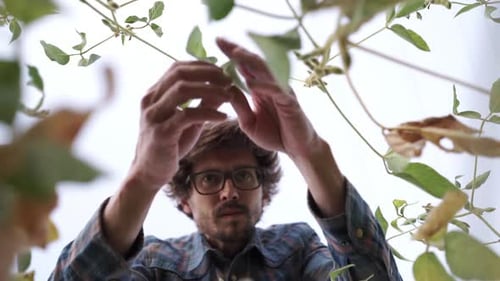Male Farmer Agronomist Examining Soybean Plants in Cultivated Field