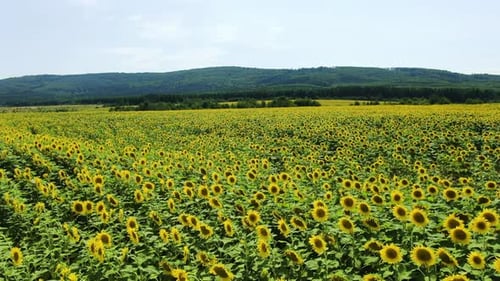 Wunderschöne Luftaufnahme über dem Sonnenblumenfeld