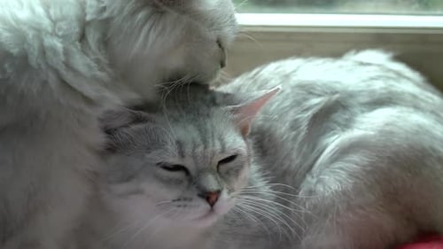 Cat Grooming Another Cat Indoors Close Up