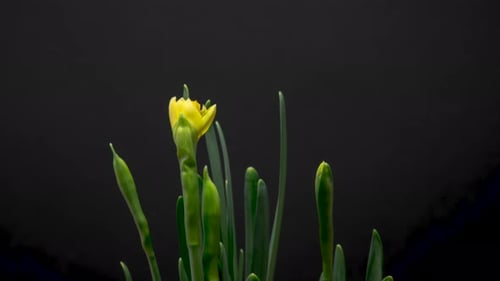 Daffodils Blooming Time Lapse on Black Background