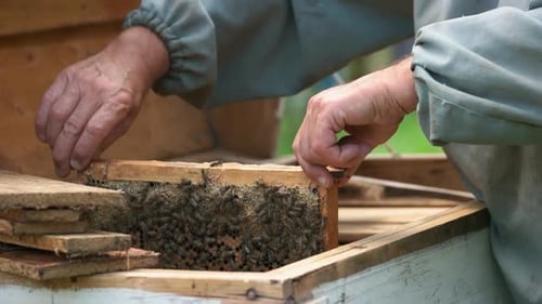 Beekeeper Taking Out Frame with Honeycomb Out of Beehive
