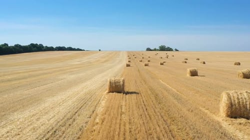 Round Hay Bales At The Field