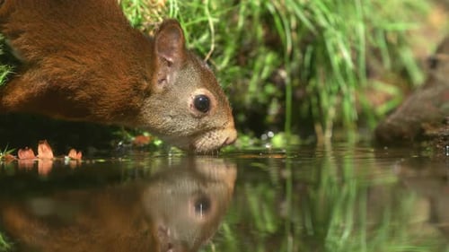 Rotes Eichhörnchen frisst das Wasser herunter, perfekte Wasserreflexion; Nahaufnahme mit niedrigem Winkel