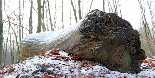 Snow Covered Log in Winter Forest