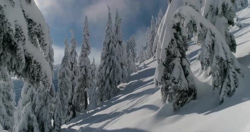 Misty Snow Landscape Aerial Flight Through Forest Woods Sunny Bright Weather Winter